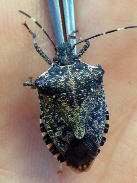 Brown marmorated stink bugs | News, Videos & Articles