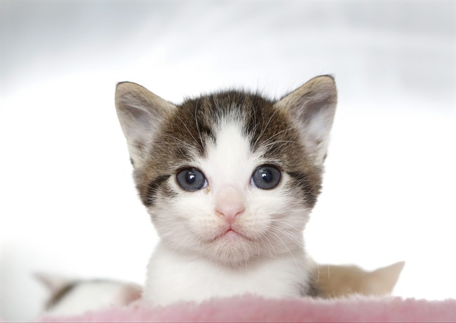 In this Thursday, April 3, 2014 photo, a kitten peeks out at the Best Friends Animal Society kitten nursery in the Mission Hills area of Los Angeles.