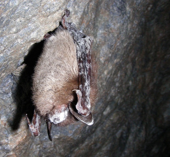 Stay away from bats: Vancouver Coastal Health - image