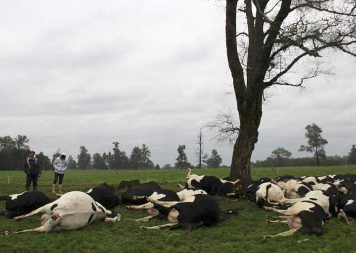 In this Monday, April 7, 2014 cell phone image provided by local station, Radio San Jose de Alcudia and downloaded from its Facebook page, a herd of cattle carcasses skirt a tree on a ranch in Rio Bueno, Chile. 