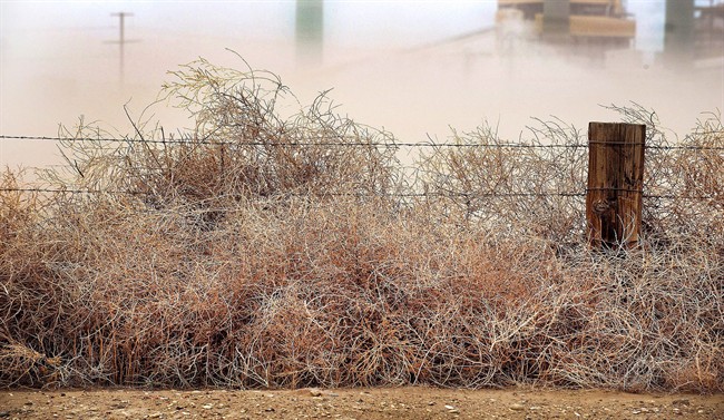 In this photo taken on Tuesday, March 18, 2014, dust blows tumbleweeds against a fence east of the Comanche Power Plant near Pueblo, Colo., as high winds caused visibility and air quality problems across the area. 