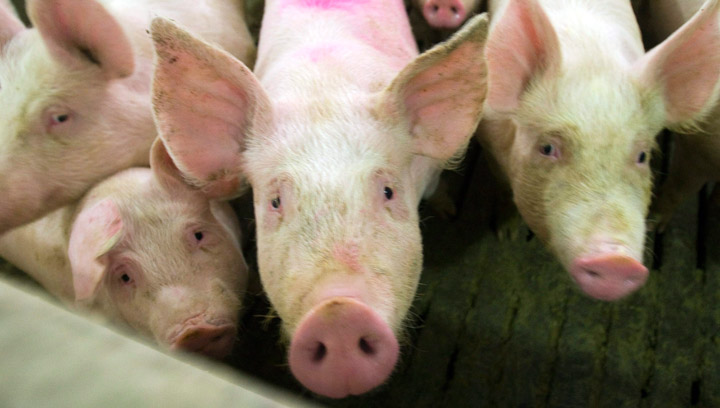 Pigs at a farm in Saint Hughes, Que. south of Montreal Thursday, April 30, 2009. 4,500 pigs died in fire at Big Sky Farms near Lanigan, Saskatchewan on Monday, March 31, 2014.