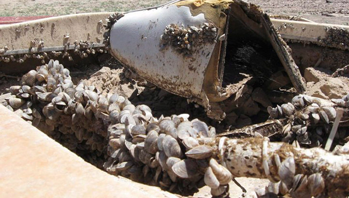 In this July 6, 2009 file photo, invasive quagga mussels cover this formerly sunken boat at Lake Mead National Recreation Area in Lake Mead National Recreation Area, Nev. Although not yet in Saskatchewan, the zebra mussel and the related quagga mussel could soon pose a threat to provincial lakes and rivers.
