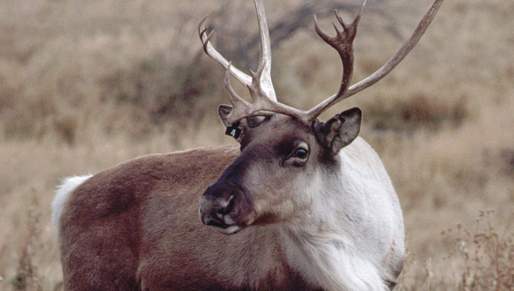 A woodland caribou at the Calgary Zoo. University of Saskatchewan biologists will study the animal to help define the critical habitat for the threatened species in northern Saskatchewan.