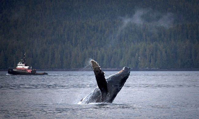 A humpback whale breaches the surface outside of Hartley Bay along the Great Bear Rainforest, B.C. Sept, 17, 2013. 