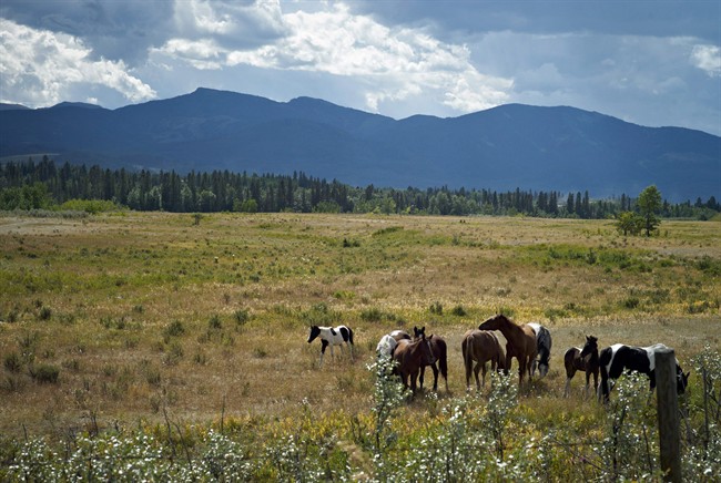 Horses graze on the Eden Valley Reserve, Alta., on Aug. 25, 2011. The Alberta government says it has counted 880 wild horses in the foothills this year, about 100 fewer than 2013.