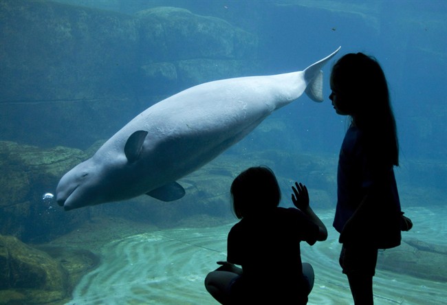 Two young girls watch as Tiqa the two-year old beluga whale swims at the Vancouver Aquarium in Stanley Park, Tuesday, August 3, 2010. The Vancouver Aquarium is defending itself after the city's mayor expressed his personal beliefs against whales and dolphins in captivity. THE CANADIAN PRESS/Jonathan Hayward.