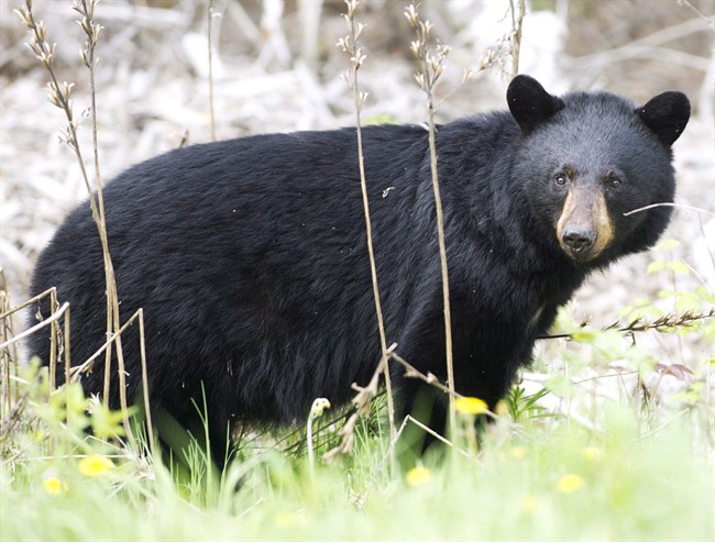A black bear roams the forest near Timmins, Ont., on May 27, 2012. 