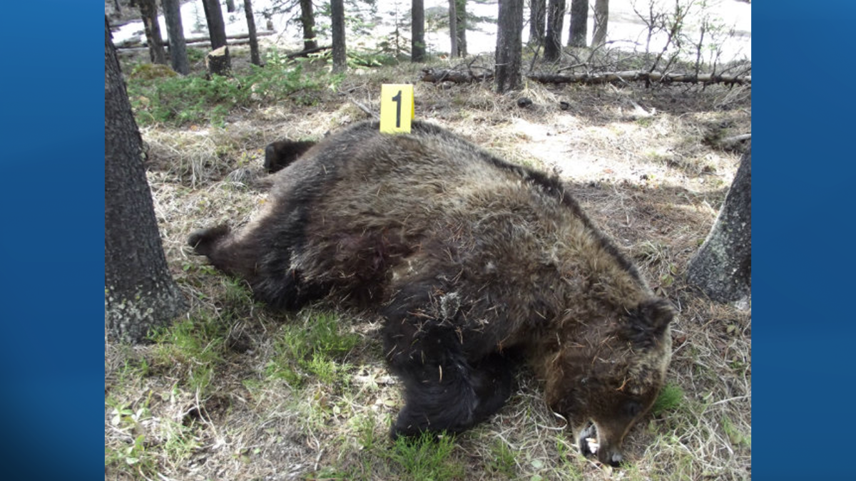 Fish & Wildlife seeking help in grizzly poaching cases - image