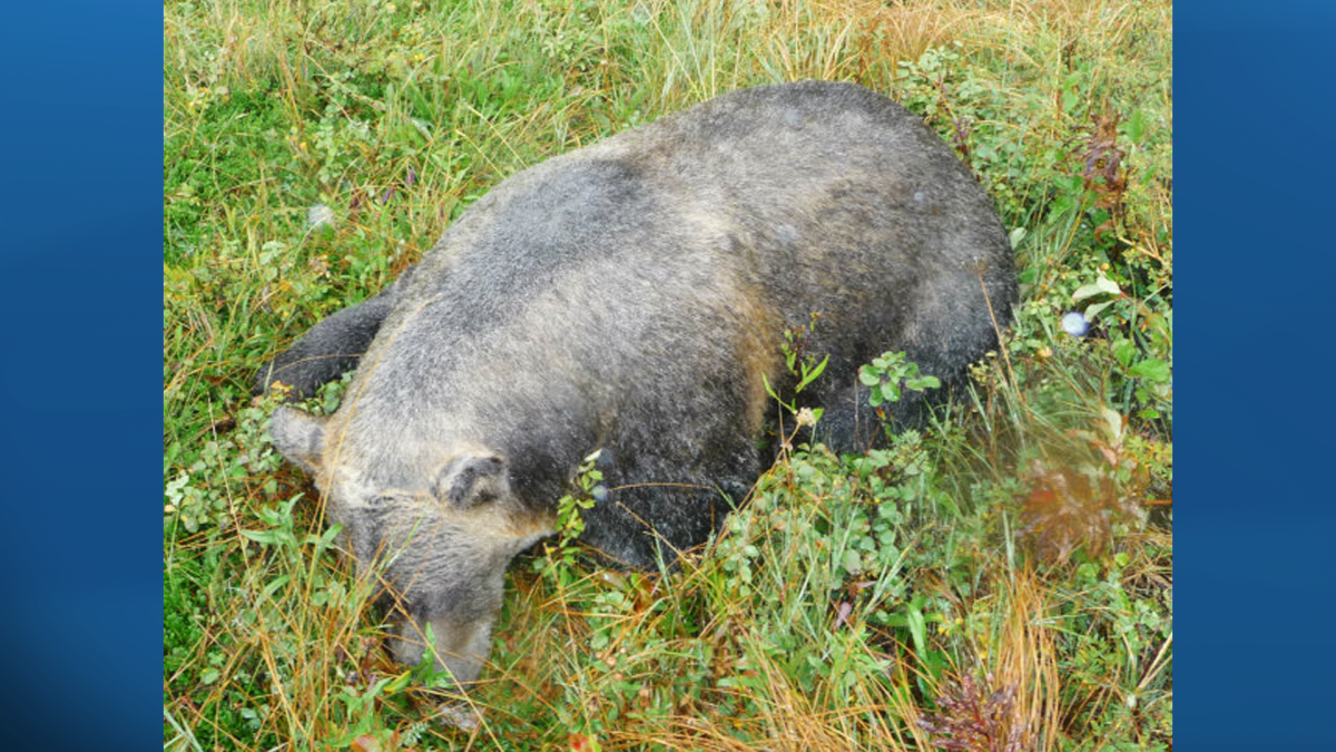 Fish & Wildlife seeking help in grizzly poaching cases - image