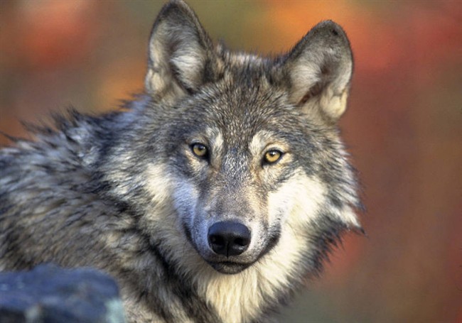 A man is recovering in a Saskatoon hospital after a wolf attack that is the first of its kind at the Cigar Lake mine in northern Saskatchewan.