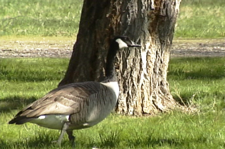 6,000 fewer geese in Okanagan Valley - image