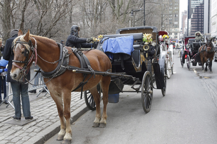 In this Dec. 31, 2013, file photo, horse-drawn carriages line up waiting for passengers near New York's Central Park. 