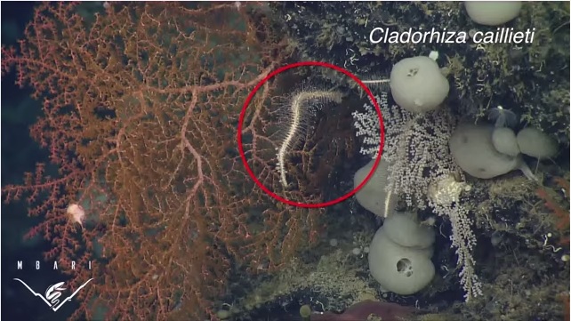 A screenshot depicting Cladorhiza cailietti, one of four new species of carnivorous sponges discovered by the The Monterey Bay Aquarium Research Institute (MBARI).