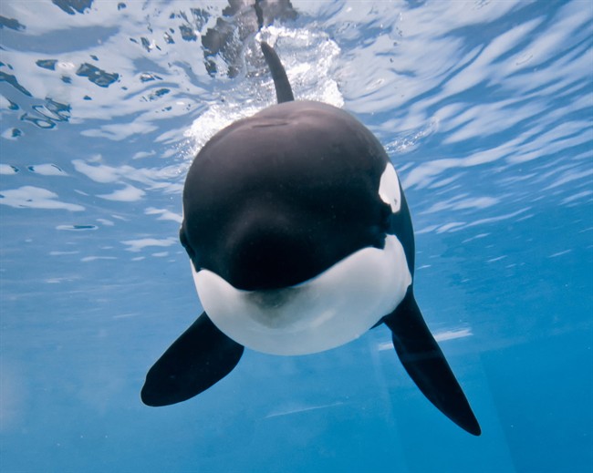 This Tuesday, April 29, 2014 photo provided by SeaWorld San Diego, a 9-year-old orca named Kalia swims at the SeaWorld San Diego park in San Diego, Calif. SeaWorld San Diego says Kalia is pregnant with her first calf. 