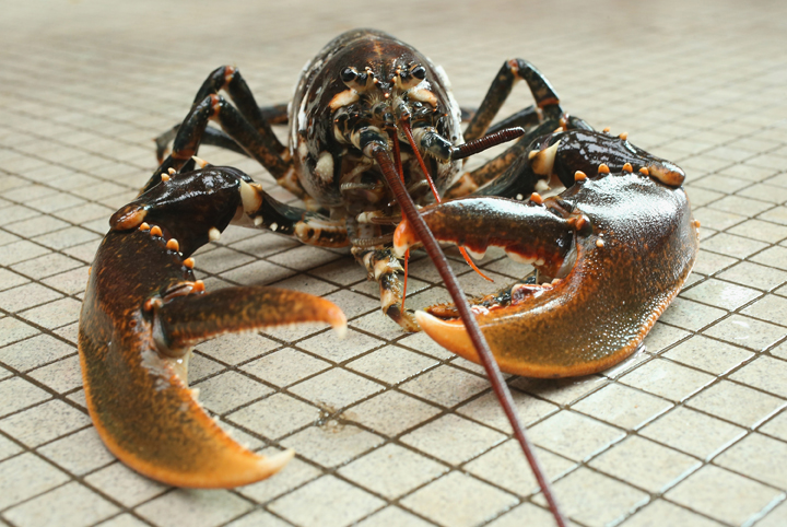 File photo of a live adult female European lobster.