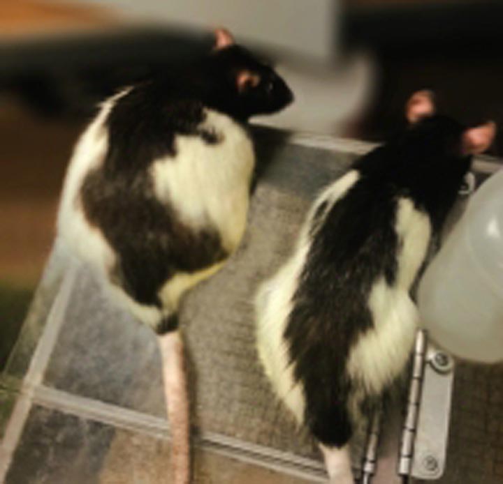 Mice on a processed food diet