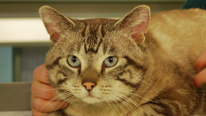 Simba was looking for a new home in Adpot a Pet.