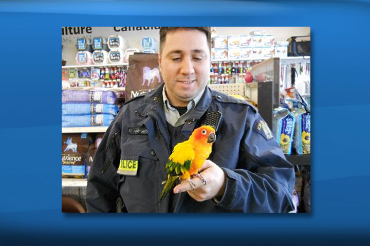 Stolen bird recovered after alleged theft from Dieppe pet shop - New ...