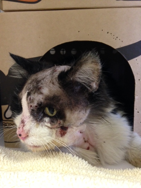Nelson the cat is now recovering after he was found shot in the head, with a huge gash in his neck.