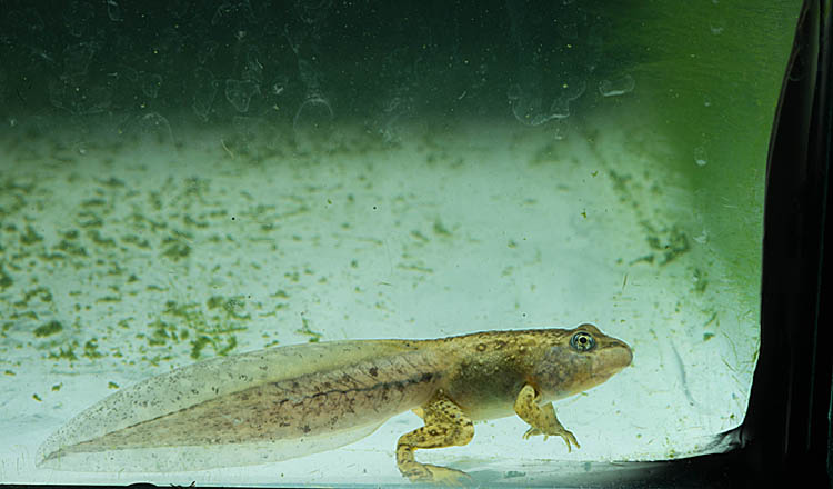 A young Oregon Spotted Frog.