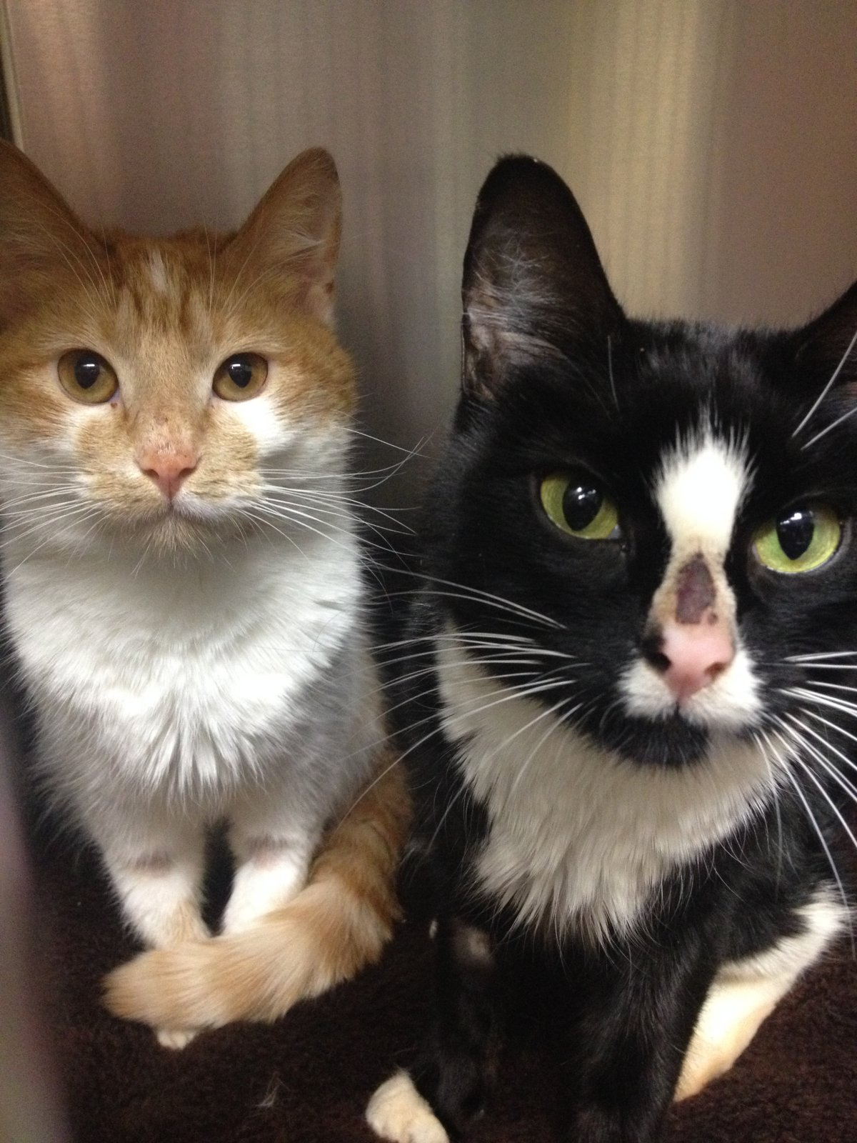 'Katie' and 'Jessie' are lucky to be alive after they were dumped on the side of the road in a sealed packing crate.