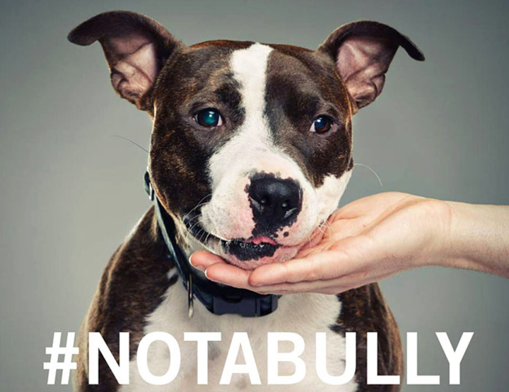'Not a Bully' campaign aims to show sweet side of pit bulls