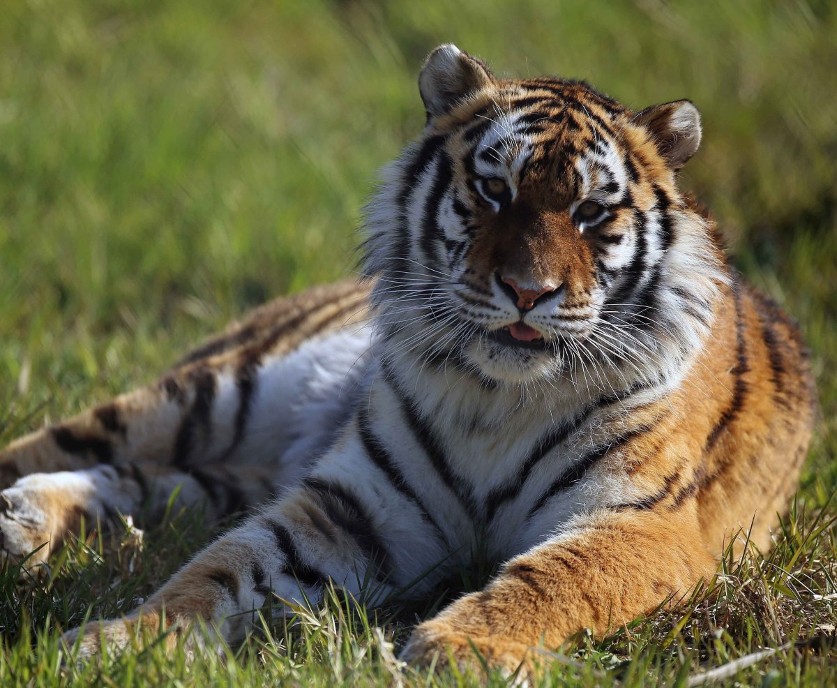 Moncton zoo’s new tiger enclosure behind schedule - image