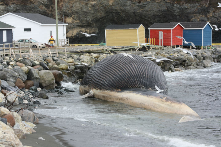 A dead blue whale washed ashore in Trout River, Newfoundland last week.