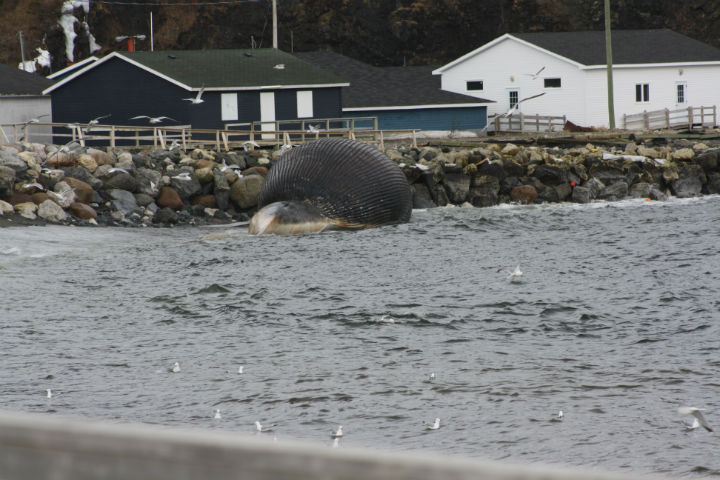 A dead blue whale washed ashore in Trout River, N.L. last week.