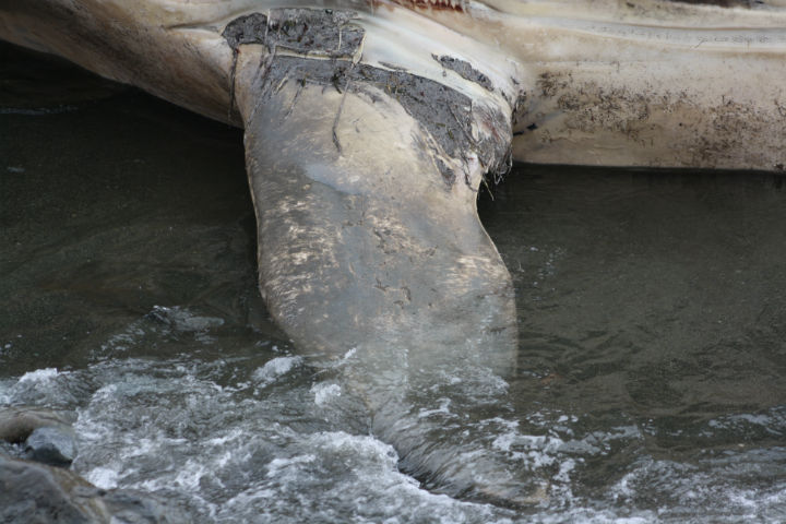 A dead blue whale washed ashore in Trout River, N.L.
