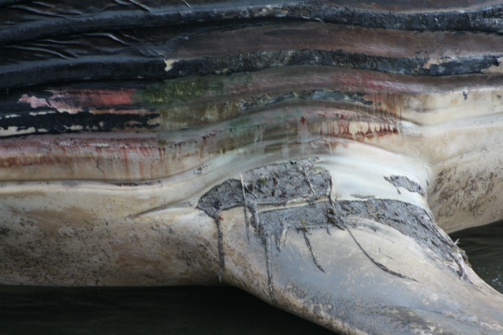 A dead blue whale washed ashore in Trout River, N.L. last month.