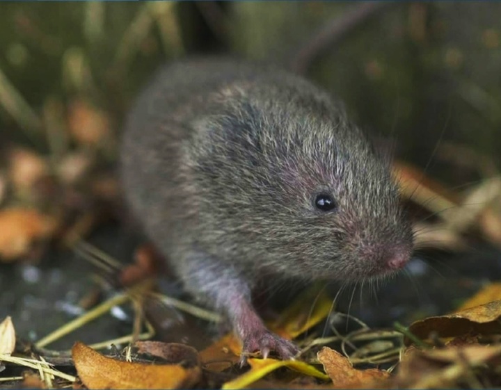 A vole is seen in this file photo.