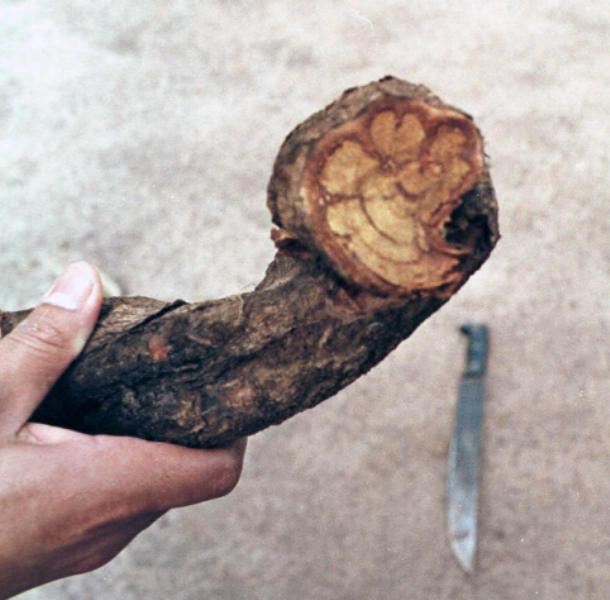  Picture taken in February 1999 of an Ayahuasca liana (also known as yage) in Tarapoto, northeastern jungle of Peru. The Ayahuasca modifies the state of conciousness and is believed to recover those who take it. AFP PHOTO / JAIME RAZURI .