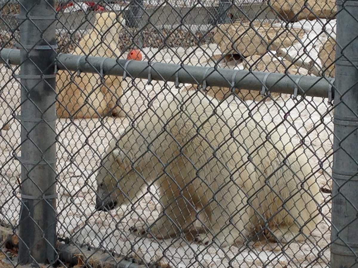 Hudson the polar bear at his current home