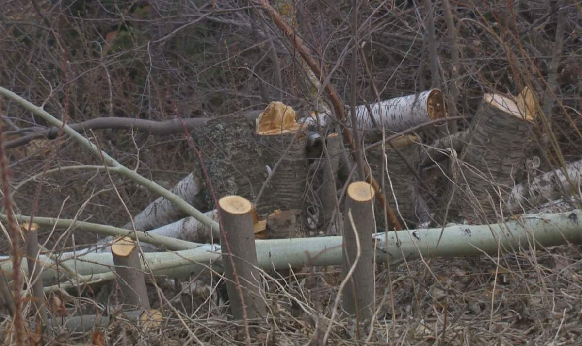 Unauthorized tree removal on Valleyview Point, May 5, 2014.