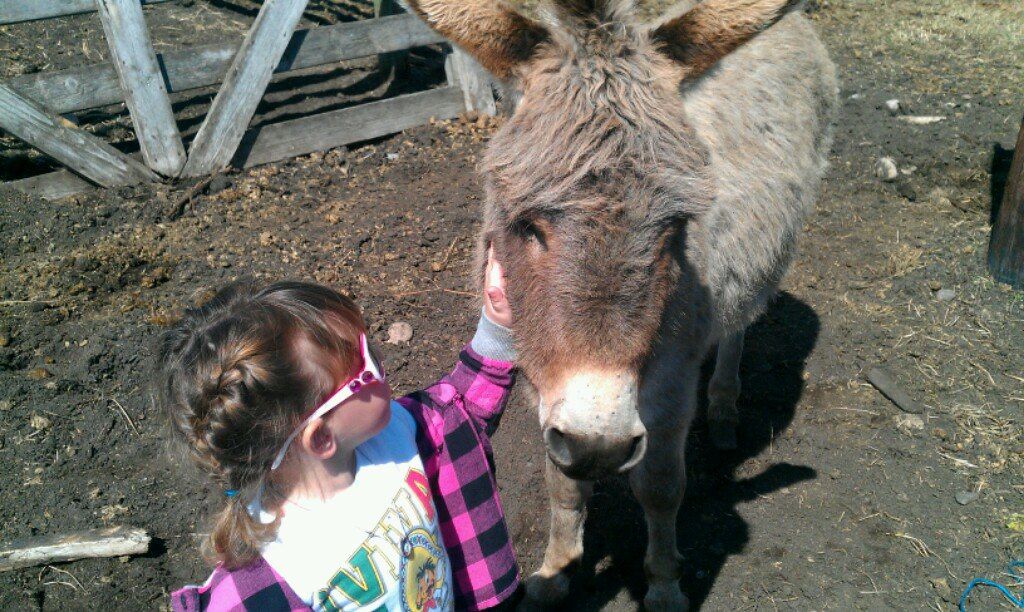 Eeyore, a pet donkey stolen from a Leduc farm, May 20, 2014.