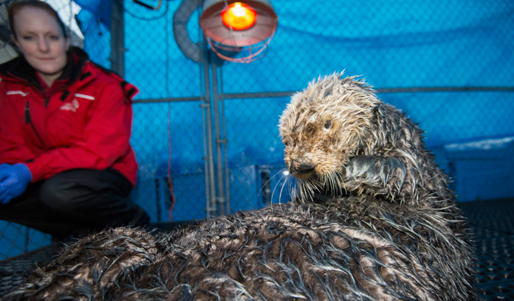 Whiffen the sea otter was rescued from Whiffen Spit in Sooke, B.C. in February. 