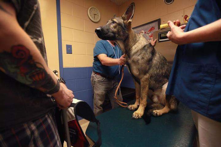 Service Dog Helps Wounded Veteran Cope With PTSD