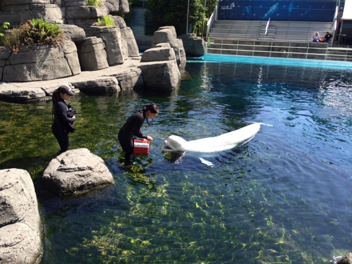 Trainers interact with a beluga whale at the Vancouver Aquarium. 