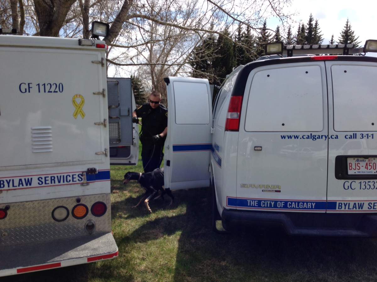 Dogs are seized from a home in Acadia on May 13, 2014.