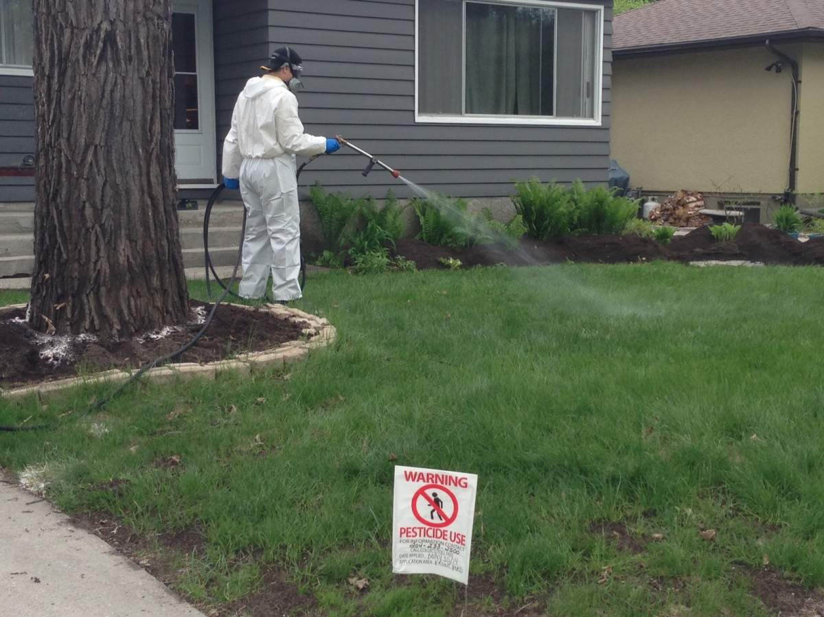 The thousands of ants on this lawn get a taste of pesticide .