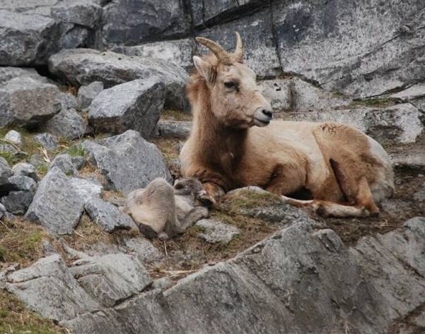 A big horn lamb was born on May 8, 2014 at the Calgary Zoo.