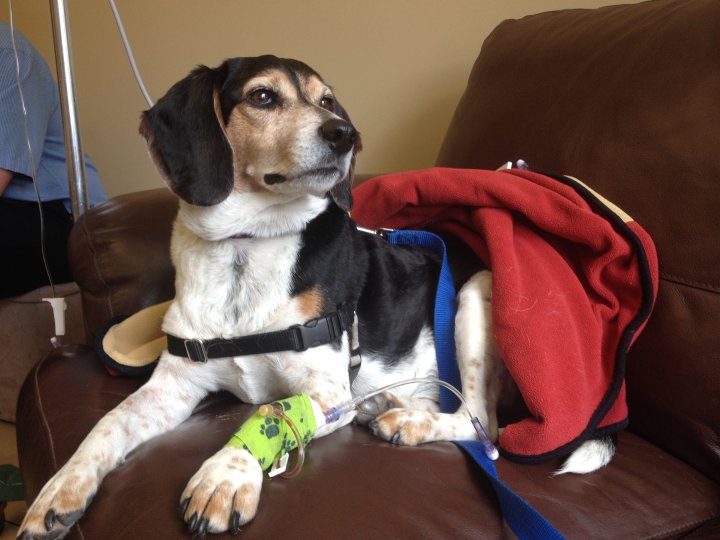 Warning issued, after 2 dogs killed by sausage soaked in antifreeze