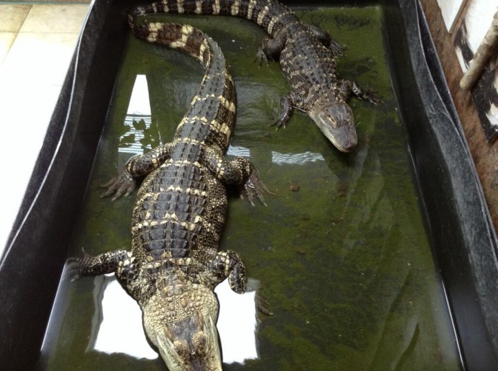 The OSPCA seized two alligators from a backyard shed in a Stouffville home.