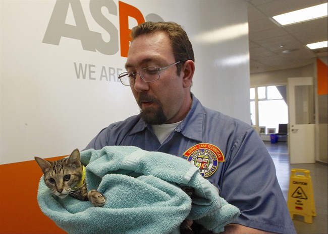 In this Friday, May 2, 2014 photo, Matthew Spease, animal care technician supervisor, holds a neutered cat at the new American Society for the Prevention of Cruelty to Animals (ASPCA) clinic.
