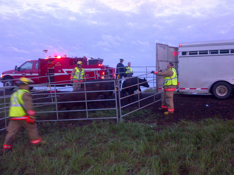 Some cattle were killed and others got loose when a semi they were being carried in rolled on a Saskatchewan highway.