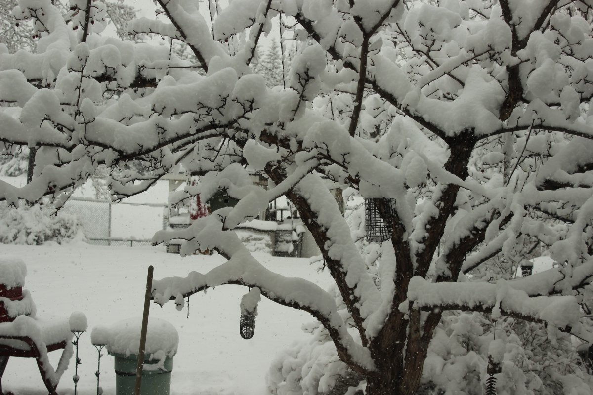 A tree, with bird feeders, covered in snow in a yard in Calgary.
