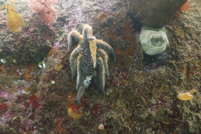 Scientists are making progress trying to figure out what is causing the mass die-off of sea stars along the entire west coast of North America. THE CANADIAN PRESS/HO - Vancouver Aquarium.