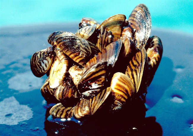 Zebra Mussels Discovered In Another Manitoba Lake - Winnipeg ...